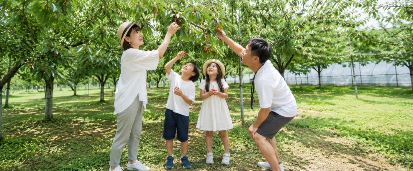 家族でさくらんぼ狩りを楽しむ様子（イメージ）