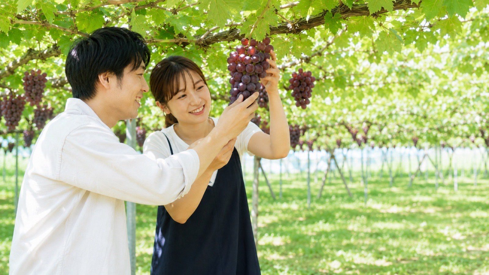 ぶどう棚でぶどうを選ぶカップル（イメージ）