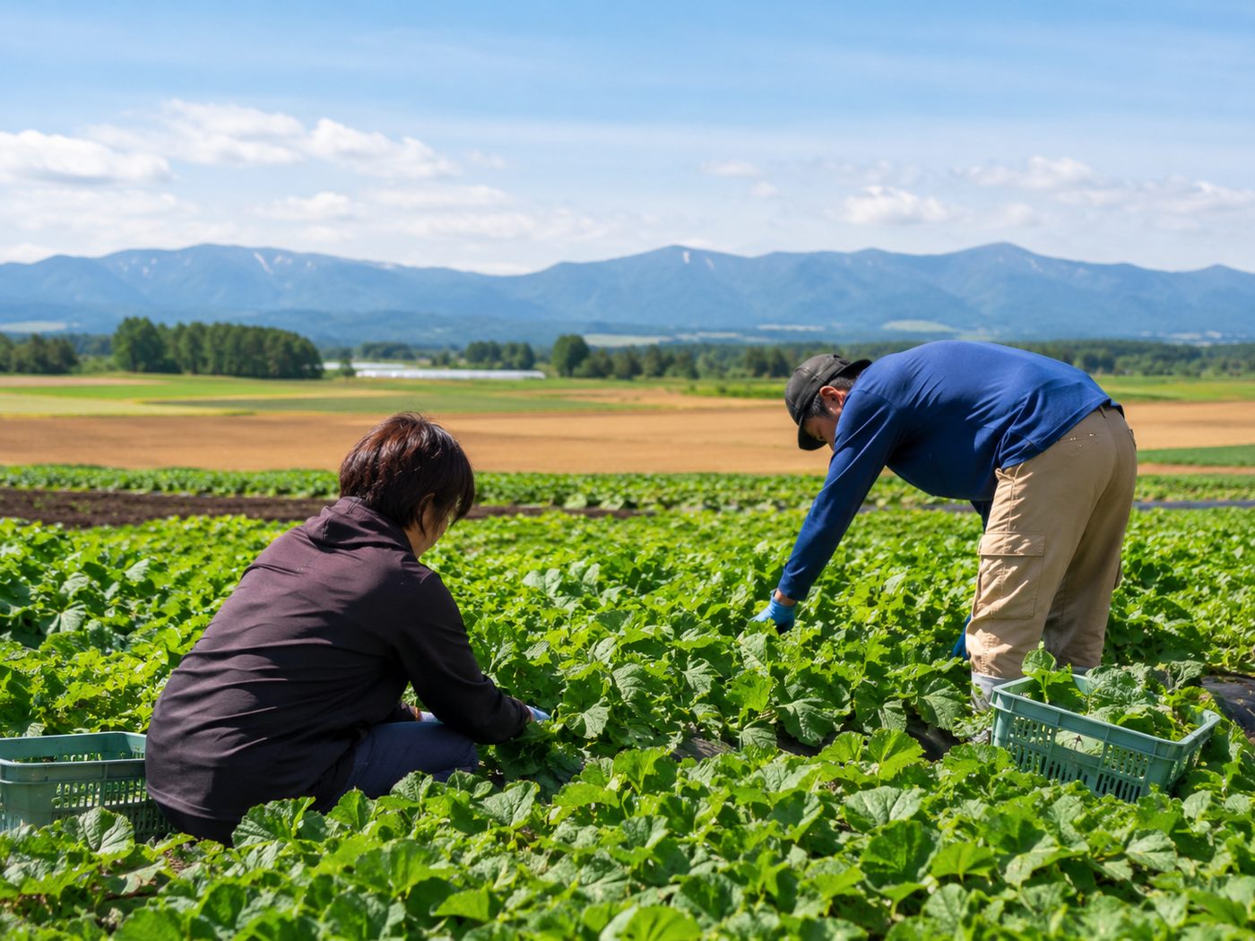 青空の畑で野菜を収穫する2人の利用者