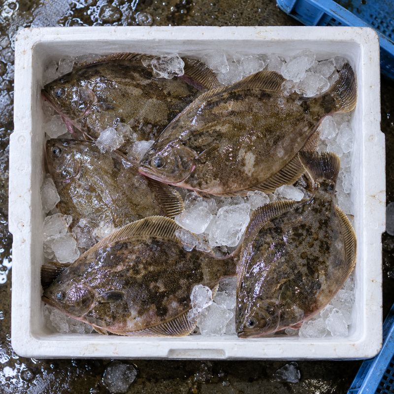 氷と一緒に箱に並んだマガレイ(掲載イメージ)
